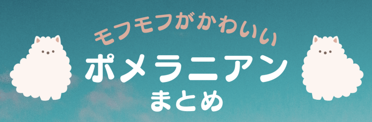 モフモフがかわいいポメラニアン